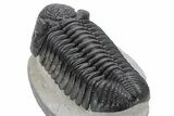 Perfectly Prone, Drotops Trilobite - Large Specimen #227794-5